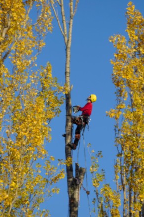 Logger working and cutting down tree